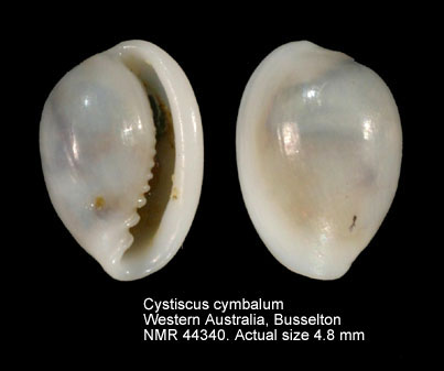 Cystiscus cymbalum.jpg - Cystiscus cymbalum(Tate,1878)